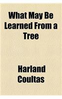 What May Be Learned from a Tree: (English)