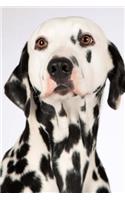 Such a Sweet Black and White Dalmatian Puppy Dog Journal