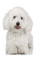 White Poodle Dog Photo Journal