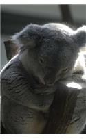 Koala Taking an Afternoon Nap Journal