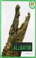 Alligator