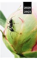 Ant Insect Myrmecology Week Planner Weekly Organizer Calendar 2020 / 2021 - Crawling on Rose