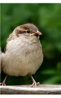 Sparrows Notebook