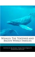 Whales: The Toothed and Baleen Whale Families