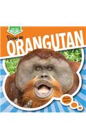 Being an Orangutan