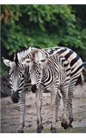 Zebra Zebra Side By Side Journal