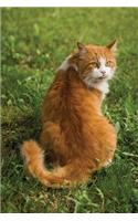 Notebook - Ginger Cat