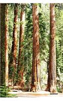 Redwood