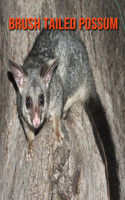 Brush Tailed Possum: Amazing Facts about Brush Tailed Possum