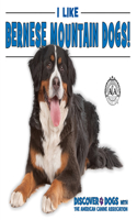 I Like Bernese Mountain Dogs!: (Discover Dogs with the American Canine Association)