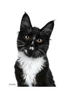 Journal: Black and White Maine Coon Cat Notebook