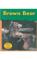 Brown Bear