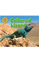 Collared Lizard