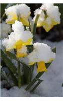 Daffodils in the Snow of Early Spring Journal: Take Notes, Write Down Memories in this 150 Page Lined Journal