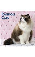 Ragdoll Cats 2020 Square Wall Calendar