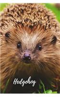 Hedgehog