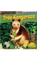 Tree Kangaroos