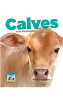 Calves