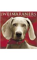 Just Weimaraners 2018 Wall Calendar (Dog Breed Calendar)
