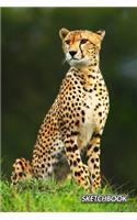 Sketchbook: Cheetah - Acinonyx jubatus - Unlined Notebook 150 Blank Pages 6 x 9 in.- Sketchbook - Multi-Purpose - Unruled Journal - Plain Diary - Agenda - Compo