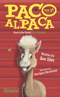 Paco the Alpaca (Paco la Alpaca)