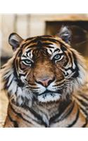 Tiger Notebook: Dot Grid Notebook Journal 8.5 x 11 202 Pages
