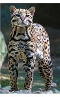 Ocelot Any Day Planner Notebook: Blank Schedule Journal Diary(5 Wildlife 150 Planner)