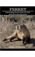 Ferret: Fascinating Ferret Facts for Kids with Stunning Pictures!