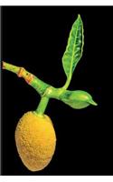 Jackfruit Tree: Plain Lined Journal Book for Vegan Lovers of This Miracle Fruit Plant Based Meat Alternative