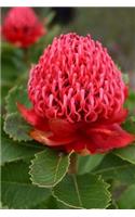 Waratah Flower in the Garden Journal