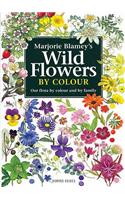 Wild Flowers by Colour