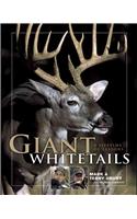 Giant Whitetails