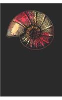 Snail Shell