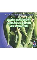 Watch Peas Grow / ¡Mira Cómo Crecen Los Guisantes!