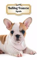 2020 Bulldog Francese Agenda: 107 Pagine - Dimensioni DIN A5 - Pianificatore Settimanale - 12 Mesi - Due Pagine Per Settimana - Calendario - Diario - Cane