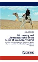 Microscopy and Ultrasonography of the Testis of Dromedary Camel