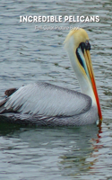 Incredible Pelicans Full-Color Picture Book