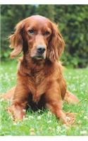 Irish Red Setter Dog Journal: 150 Page Lined Notebook/Diary