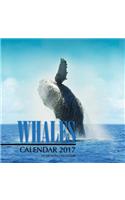 Whales Calendar 2017: 16 Month Calendar