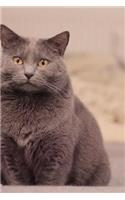 Captivating Chartreux Cat Pet Journal: 150 Page Lined Notebook/Diary