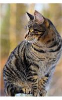 Mackeral Cat Notebook