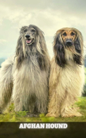 Afghan Hound