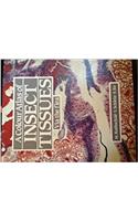 Colour Atlas of Insect Tissues Via The