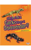 Can You Tell a Gecko from a Salamander?: (Lightning Bolt Books)