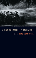 Murmuration of Starlings