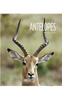 Antelopes