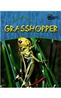 Life of a Grasshopper