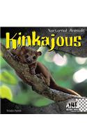 Kinkajous