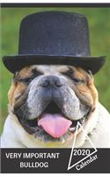 Very Important Bulldog