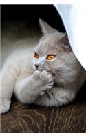 British Shorthair Cat Pondering the Things That Make You Say "Hmm" Journal: 150 page lined notebook/diary